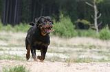 ROTTWEILER 287